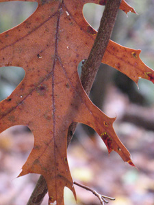 leaf photo